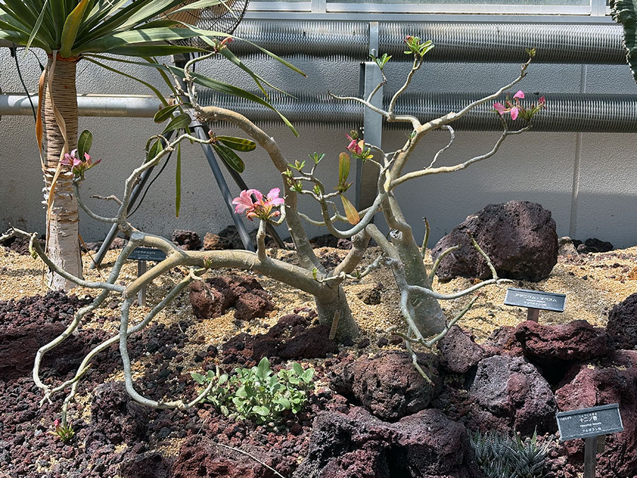 20250417adenium-obesumu.jpg